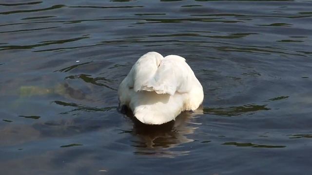 Sony Cybershot DSC HX5V смотреть онлайн