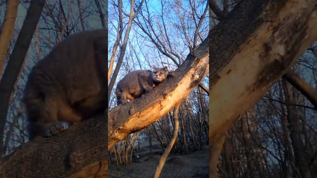 #smartcat #cat #умнаякошка #кошканапрогулке   Дашка кошка гуляет в лесу Dashka cat in action