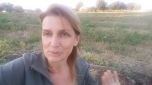 Про урожай красного буряка, экосистемы и сидераты.