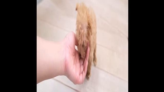 Милашка микрособака