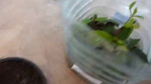 Укоренения лаврового листа и пересадка в горшки.