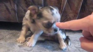 Щенок чихуахуа мерле