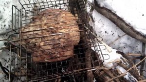 Дикая утка на костре.