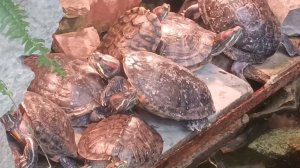 turtles in the pool, черепашки в бассейне