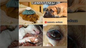 Самые опасные заболевания у собак 🆘#рекомендации #dog #animals