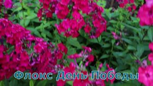 Флоксы Жар Птица и День Победы