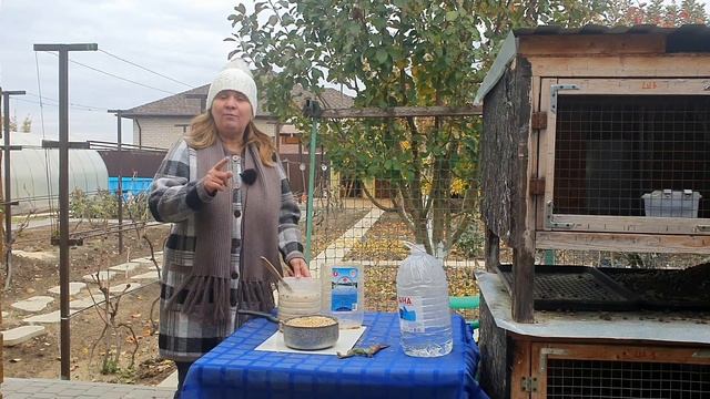 Ферментация зерна и зерносмеси повышает иммунитет и яйценоскость кур ? Правильный корм для кур