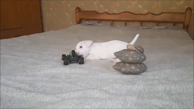 Белый Джек Рассел терьер смотреть онлайн