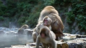 Снежная обезьяна в горячих источниках на Нагано, Япония