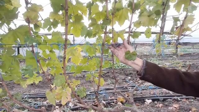 обрезка и формировка старых кустов винограда (короткая обрезка) Ливия, Пребражение