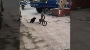обезьяна и собака