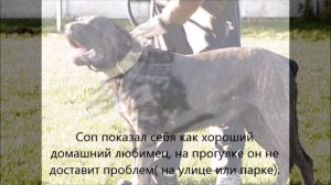 Характеристики сербской защитной собаки
