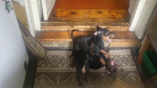 Щенки Цвергпинчер смотреть онлайн