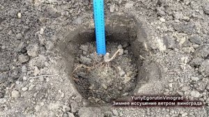 ? Никогда так не делай! Почему за зиму высохли и погибли лозы винограда? Зимнее иссушение ветром.