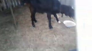 Как завершать кормление козлят под козой?