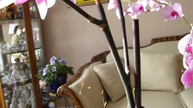 2. Phalaenopsis orchid- Discovering new spikes! A feast for your eyes. смотреть онлайн