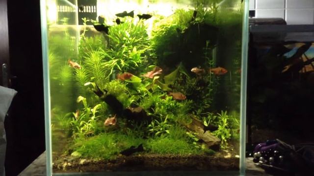 Aquascape смотреть онлайн