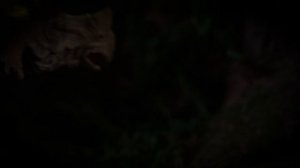 БИТВА ДИНОЗАВРОВ: СТЕГОЗАВР VS. ТРИЦЕРАТОПС