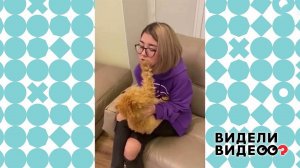 Очень суровая кошка. Видели видео? Фрагмент выпуска от 20.12.2020