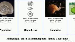 Malacología, orden Stylommatophora, familia Charopidae mollusca Rotadiscus Haugen Fractal Light