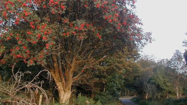 The Slender Mountain Ash (Tonkaia Riabina) смотреть онлайн