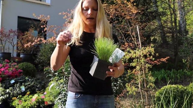 Essential Japanese Plants Spring Haul | Our Japanese Garden Escape смотреть онлайн