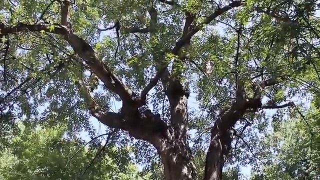 Acer saccharinum-Parc La Fontaine смотреть онлайн