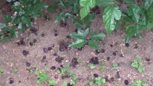 Питомник Садоград. Саженцы Шелковицы. Шелковица красная, тутовник (Morus rubra) «Владимирская»