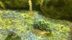 В моем морском аквариуме завелись голожаберники которые вредят зоантусам.