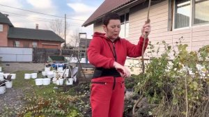 Заготовка дичков яблони для зимней прививки. Посев в сентябре.