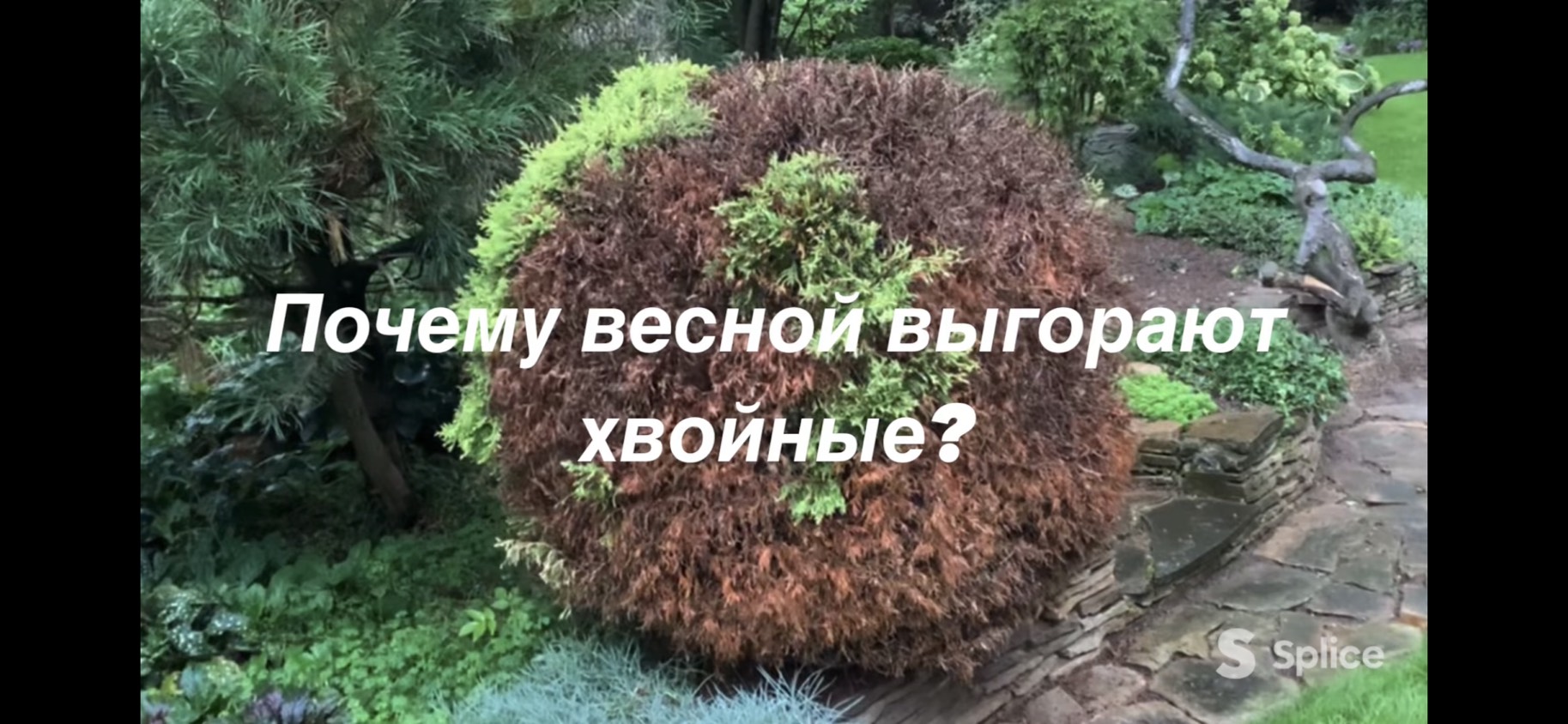 Совсем пожелтели туи и ели...