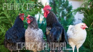 Смешные кошки и собаки 2022! - Лучшие приколы с котами №3