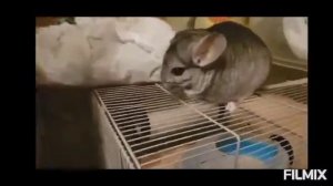 Правильное кормление шиншилл в домашних условиях