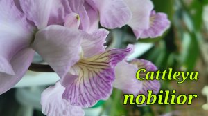 Cattleya nobilior. Фантастическое преображение.