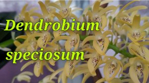 Dendrobium speciosum. Описание и уход.