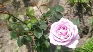 Роза Блю Мун (Blue moon rose)