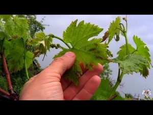 Обработка и подкормка винограда по зеленому листу