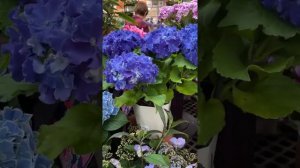 Beautiful Bunch of Flowers that You will Surely Love! Hydrangea plant | Daisy Flowers and many more