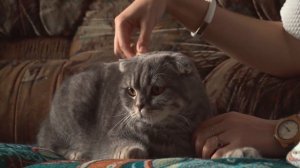 Шотландская вислоухая - популярная порода кошек