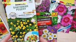 Красивые низкорослые многолетники, которые можно сеять с января по август