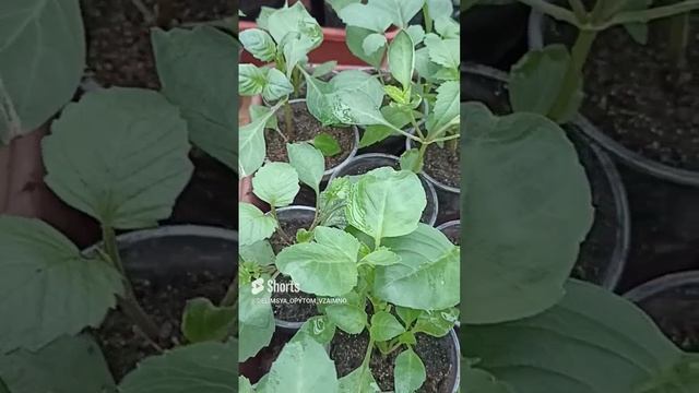 Сибирь. Однолетние георгины после прищипки.