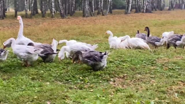 Холмогорские гуси«Гусиная осень»??? смотреть онлайн