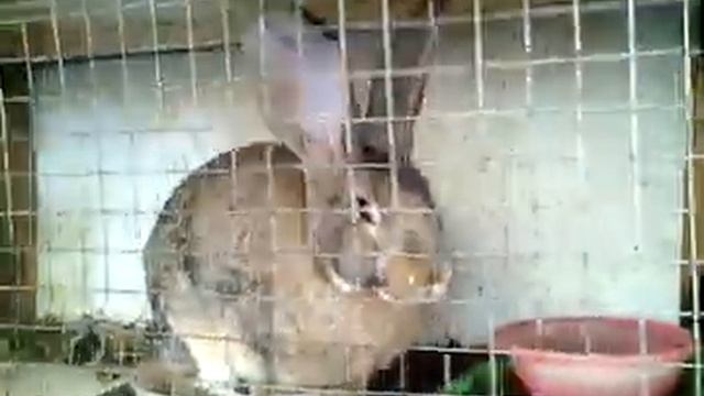 Часть 2. Кролики разных пород: фландры, калифорния, помесь. Крольчата 2 недели! Навес и многое друг смотреть онлайн