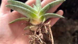 ПОСАДКА: OPUNTIA MONACANTHA, ADROMISCHUS COOPERI, GASTERIA BAYLISSIANA. МОЙ ВАРИАНТ ОФОРМЛЕНИЯ ))