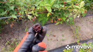 Ежевика ПРАЙМ АРК ФРИДОМ - шикарное плодоношение на перезимовавших побегах