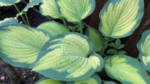 Хоста Мидвест Мэджик Hosta Midwest Magic