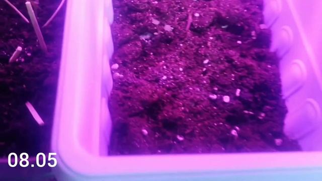 Земляника ремонтантная Али-Баба выращивание из семян на подоконнике фитолампа фитолето смотреть онлайн