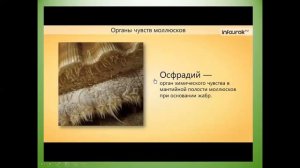 двустворчатые моллюски