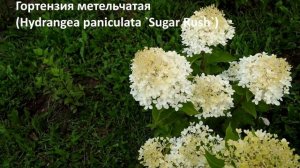 МЕТЕЛЬЧАТЫЕ ГОРТЕНЗИИ, самые неприхотливые, красивые, пышно цветущие сорта. Новинки 2020-2021 года.