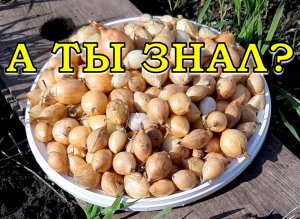 КАК сажать ЛУК в зиму? Проверенный способ???